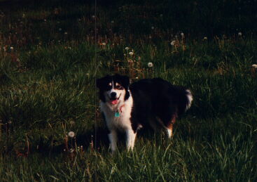 sdog.jpg (22260 bytes)